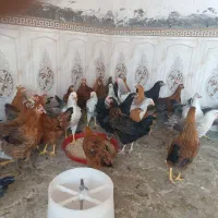 تاقچه گلپایگان|حیوانات مزرعه|مشهد, اروند|دیوار