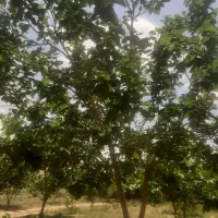 کارگر و شریک باغ