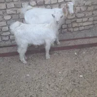 دوتا کره ماده دورگ سانن و کردی ۳.۴ماهه