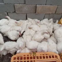 مرغ زنده موجودمیباشدسبدکالاهم قبول میکنیم