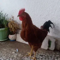 خروس و مرغ