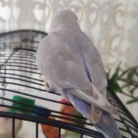 طوطی برزیلی VIPـ با سوت میان رودست،مناسب منازل شیک