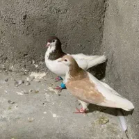 کبوتر