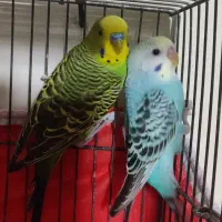 پرنده|پرنده|هشتگرد, گلسار|دیوار