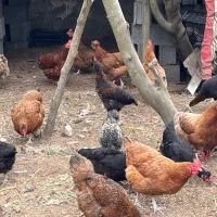 مرغ محلی تخم گذار و جوان