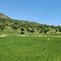 چراگاه-دام-زیربند-بهبهان