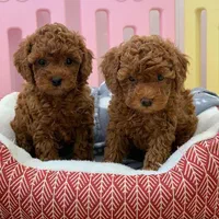 توله های جذاب پودل|سگ|تهران, درکه|دیوار