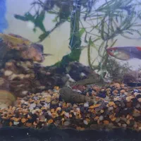 گالری آکواریوم مومنی ردتیل|ماهی|نیشابور, امام|دیوار