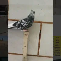 کوهی دم سفید ماده