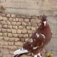 کفتر کارل میوملنز کاکل وارداتی|پرنده|شیراز, گلستان|دیوار