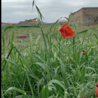 زمین مسکونی