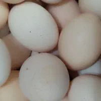 تخم مرغ محلی نطفه دار