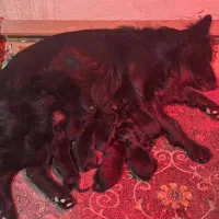 ماده ژرمن|سگ|قرچک, باقرآباد|دیوار