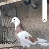 شازده. پشت دار. سوسکی تخت دمسفید. تیکه پاره کبوتر|پرنده|اصفهان, ملک‌شهر|دیوار