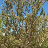 مارکده باغ هزار متری|فروش زمین و ملک کلنگی|زاینده رود, |دیوار