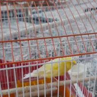 قناری ماده لیمویی  آماده|پرنده|فشاپویه, |دیوار