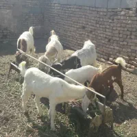 ۶عددبزبه همراه۳بزغاله