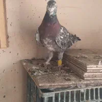 دو جفت نامبر