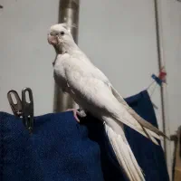 جوجه عروس هلندی آلبینو|پرنده|بروجرد, |دیوار