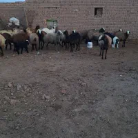 بره قوچ و میش اصیل شال معاوضه با پیکان‌وانت|حیوانات مزرعه|شال, |دیوار