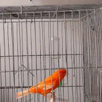 رد فاکتور اورجینال اصل