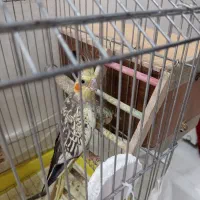 یک جفت عروس هلندی نروماده