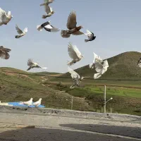 کبوتر های پرشی