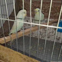 مرغ عشق