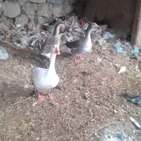 سه عددقاز|حیوانات مزرعه|اردبیل, |دیوار