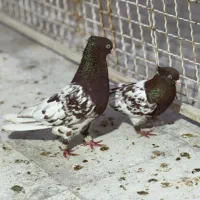 نرو ماده کله سرخ