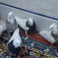 طوقی  طوقی طوقی|پرنده|رودشت (اصفهان), |دیوار