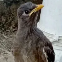 مرغ مینا