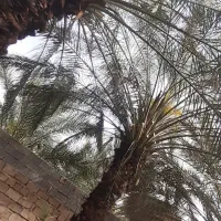 زمین کوی نخلستان 220متری