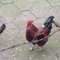 فروش خروس و اردک|حیوانات مزرعه|طاهرگوراب, |دیوار