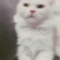 یک گربه پرشین نر بسیار حرف گوش کن با تربیت