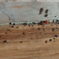 .سمپاشی‌‌‌با‌تجربه۱۴سال‌سوسک‌.کک.ساس‌طعمه‌موش‌/|خدمات نظافت|رشت, پاستوریزه|دیوار