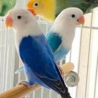 فروش طوطی  کوتوله دستی رنگ خاص|پرنده|نجف‌آباد, ولیعصر|دیوار