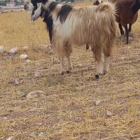 یک عده بوز نر دوسال اصل پاکستان|حیوانات مزرعه|سرعین, |دیوار