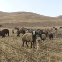 بره نر|حیوانات مزرعه|رزن, |دیوار