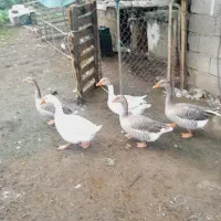 غاز دورگه