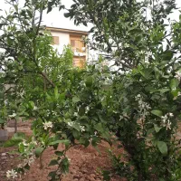 مشارکت در ساخت زمین و مسکونی