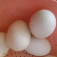 تخم مرغ و تخم اردک