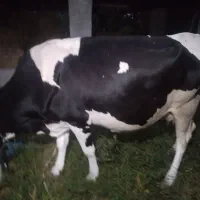 تعداد۲ عدد گاو دورگ