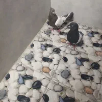 کبوتر سینه‌ای