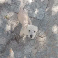 دوتا توله پاکوتاه نر|سگ|شیروان (خراسان), |دیوار