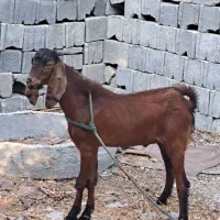 کهره نرچاق پیام جوابگونیستم
