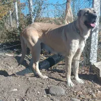 ماده سرابی از جنس پله میانه|سگ|سراب, |دیوار