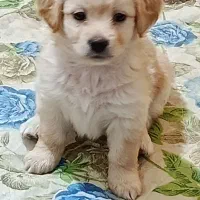 توله سگ واگذاری|سگ|شیراز, بریجستون|دیوار