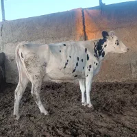 گاو و گوساله