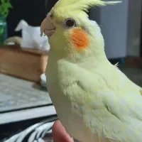 عروس چهار ماهه